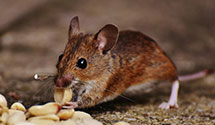 24 Hour & Emergency Exterminators in Lewisburg, PA